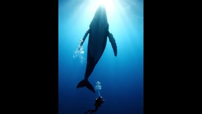 热情的邻居2019 - 深蓝星球：探索海洋深处的未知世界